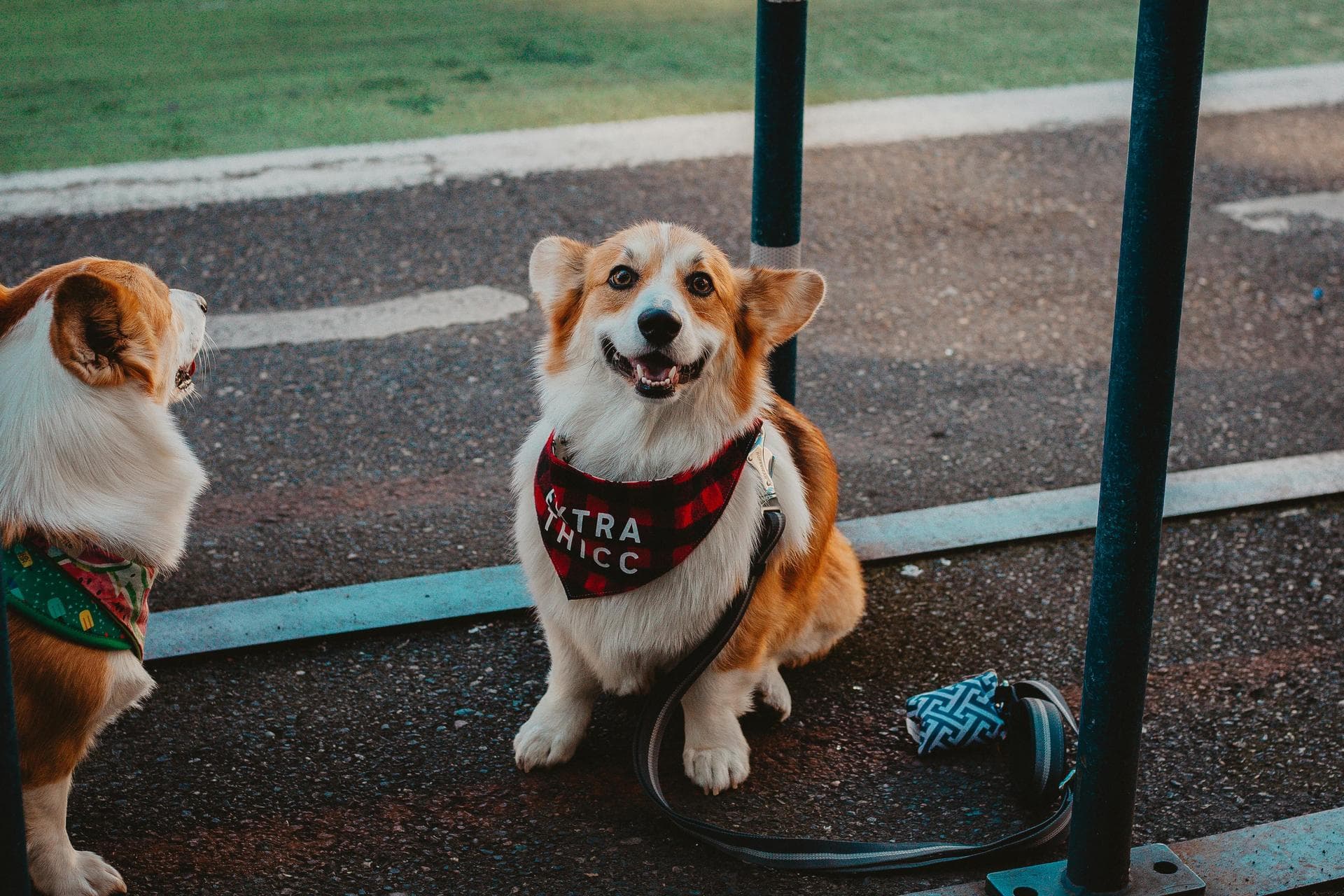 Specialist Vets in Reading