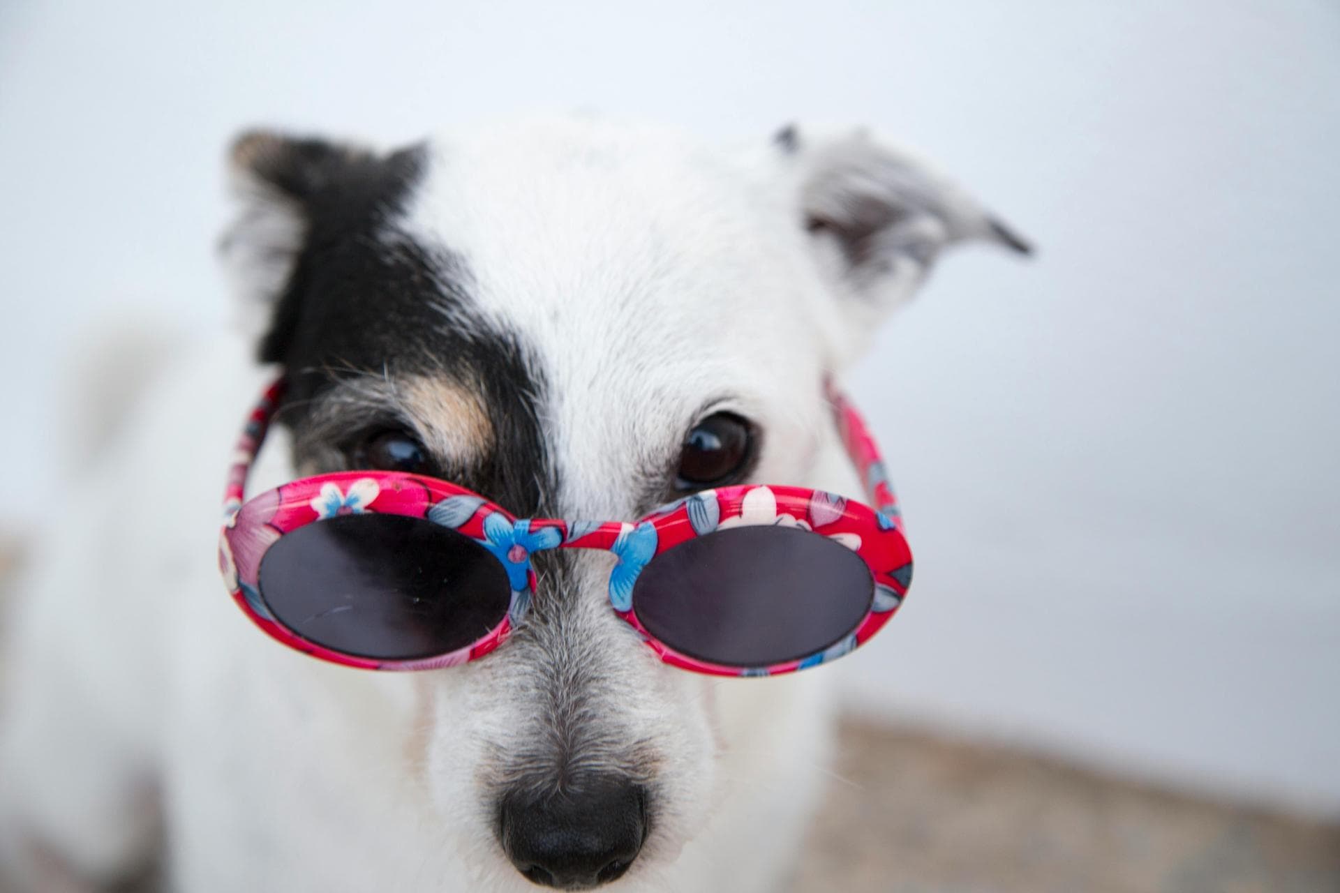 Dog & Cat Vets in Reading